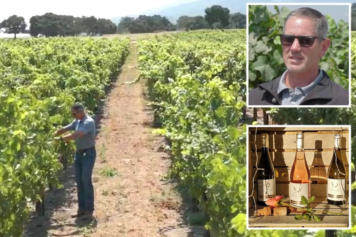 Wine Industry Collapse: California Vineyards Burned as Market Fails