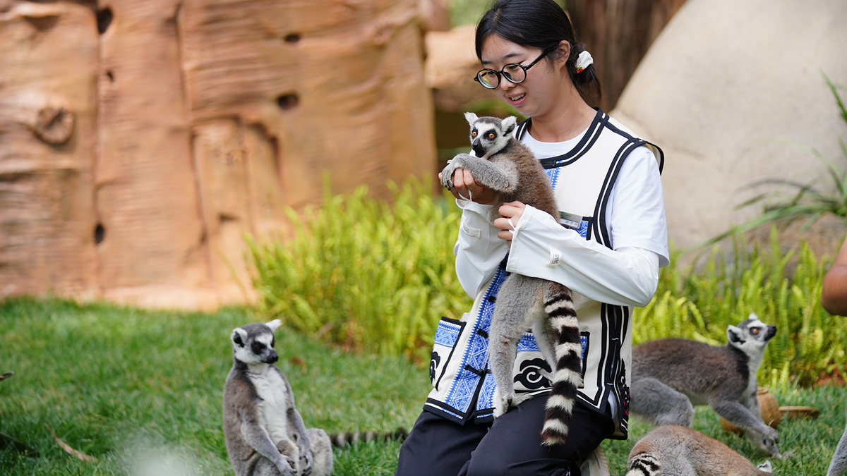 Zoonotic Protocol Failure: HSV-1 Breach Terminates Four Lemur Nodes